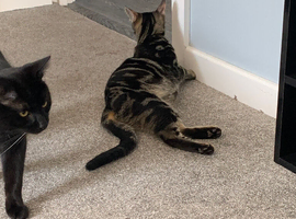ADORABLE BLACK KITTENS &mdash; READY TO LEAVE NOW!
