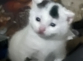 Kittens ready now &pound;40