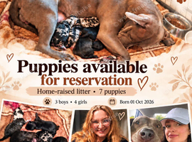 Puppies For Sale:)