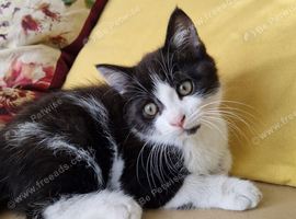 Cute kitten with all the resources