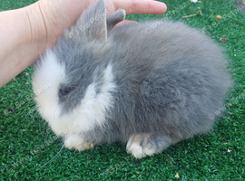 Baby lionhead bunnies