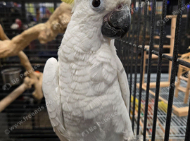 SUPER TAME MEDIUM SULPHUR-CRESTED COCKATOO &ndash; 5 MONTHS OLD