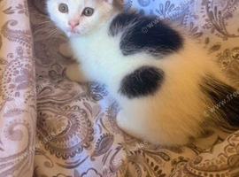 Kitten male