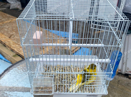 2025 border cock bird for new home
