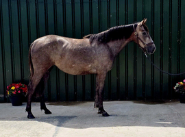 Quality Irish Sports Horse Grey Mare