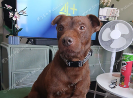 7 year old male patterdale