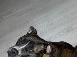 Looking for make staffy