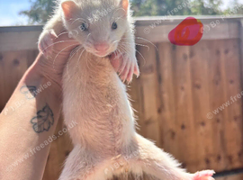 Ferrets 10 weeks old