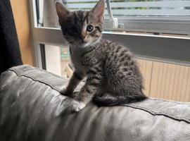 Bengal Maine coon cross kittens