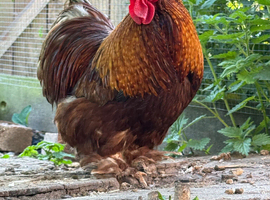 Pekin bantam cockerel
