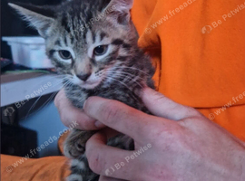 Kittens