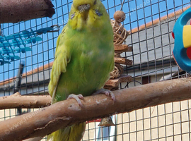 1 male 1 female budgies &pound;30 each