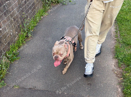 Staffy cross pocket bully re homing