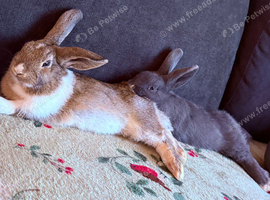 Male rabbit