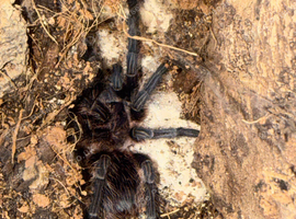 Phormictopus sp. &ldquo;Green/Gold