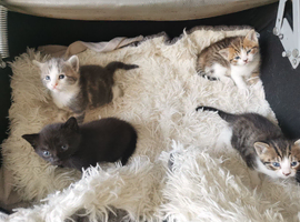 4 kittens 2 boys 2 girls