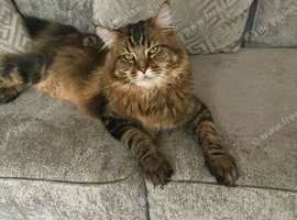 Mainecoon