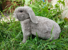 Plush Mini lop