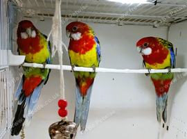 Stunning young Rosellas available for re homing