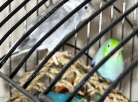 Baby parrotlets Glasgow
