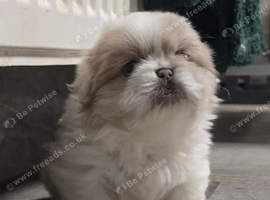 KC Lilac Fawn Parti Pekingese