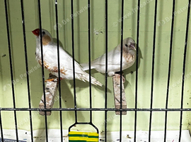 Proven pair of finches