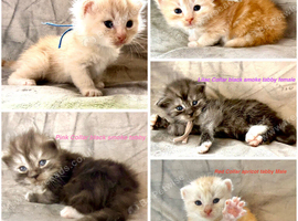 Stunning pedigree Maine Coon kittens