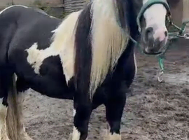 Mini Cob