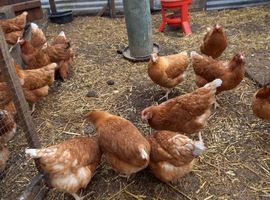 Brown pullets 16to18 weeks