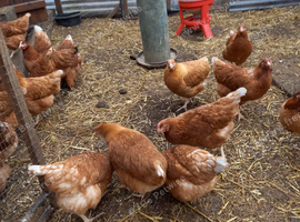 Loman brown pullets 16to18 weeks