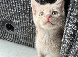 9 week old kittens