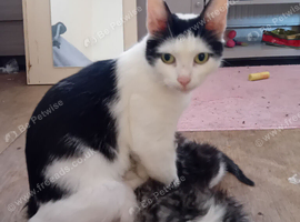 Girl kitten