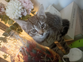 Tabby kitten