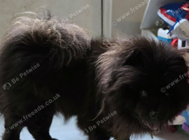 Female Chowchow