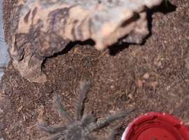 Theraphosa blondi Theraphosa blondi Goliath Birdeater tarantula Unsexed with set up