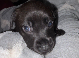 STUNNING PUPPIES LOOKING FOR FOREVER HOMES