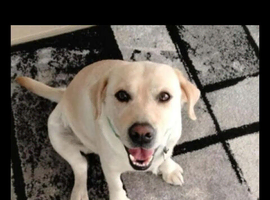 Bonnie &ndash; Looking for Her Forever Home