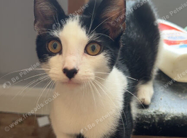 Beautiful boy kitten