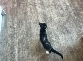 Male tabby kitten