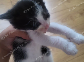 Hi i have 6 little lovely kittens ready to go