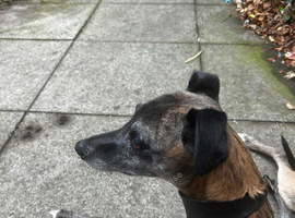 6 stunning Whippet x Belgian Malinois Puppies