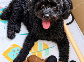 Beautiful PureBred Toy Poodle Boys Looking for Their Forever Homes