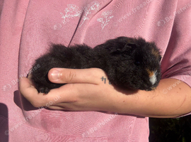 Beautiful baby boar pig