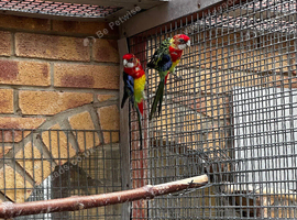 Gorgeous young Rosellas