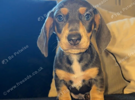 miniature dachshund boy READY NOW