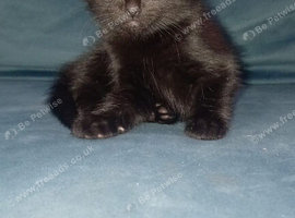 Kitten ready now