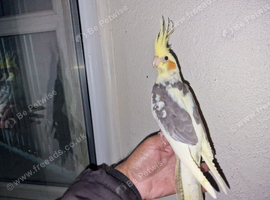 Super silly hand tamed baby cockatiels