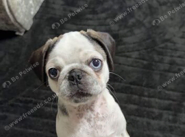 Beautiful panda pug girl