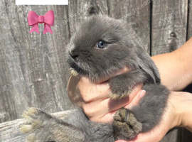 Beautiful French lop bunnies