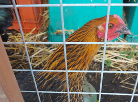 Copper Black Marans
